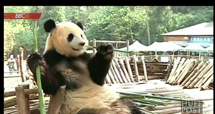 Panda, Nöjespark, Kina, Zoo, Depression